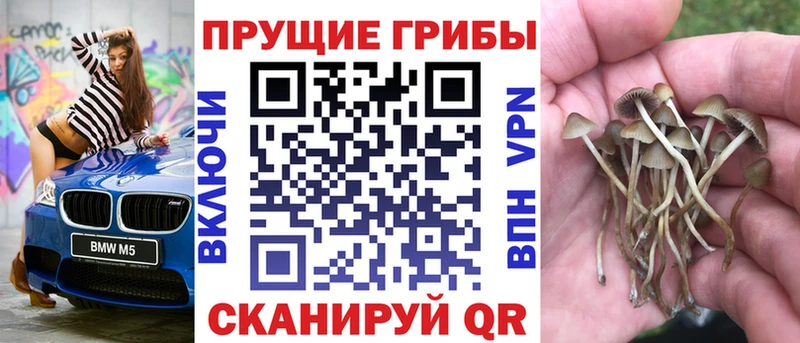 Псилоцибиновые грибы Psilocybe  купить  сайты  Нефтекумск 